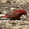Red-billed Firefinch �R�E�M���N�`���E
