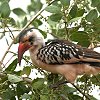 Red-billed Hornbill �A�J�n�V�R�T�C�`���E