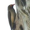 Red-billed Oxpecker �A�J�n�V�E�V�c�c�L