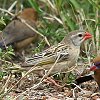 Red-billed Quelea �R�E���E�`���E