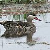 Red-billed Teal�@�A�J�n�V�I�i�K�K��