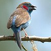 Red-cheeked Cordon-bleu �Z�C�L�`���E