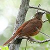 Red-tailed Ant-Thrush �A���N�C�c�O�~