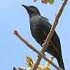 Red-winged Starling �A�J�o�l�e�����N