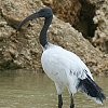 Sacred Ibis�@�A�t���J�N���g�L