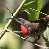 Scarlet-chested Sunbird �q���l�^�C���E�`���E