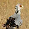 Secretary Bird �w�r�N�C���V