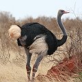 Somali Ostrich�@�\�}���A�_�`���E