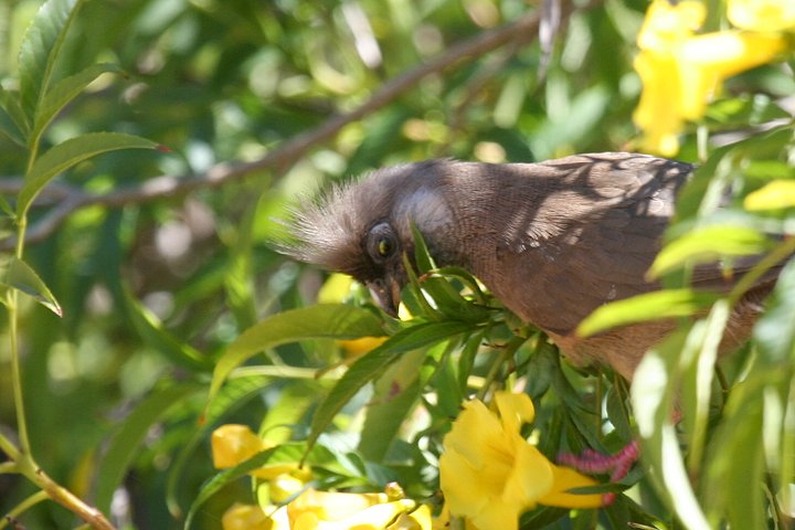 �`���C���l�Y�~�h��