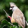 Speckled Mousebird �`���C���l�Y�~�h��