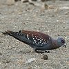 Speckled Pigeon �E���R�J�����o�g