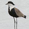 Spur-winged Lapwing �c���o�Q��