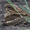 Square-tailed Nightjar �K�{�����^�J