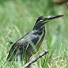 Striated Heron�@�T�T�S�C