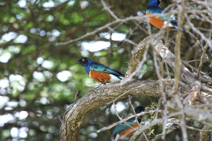 Superb Starling