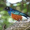 Superb Starling �c�L�m���e�����N