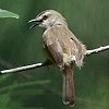 Tawny-flanked Prinia �}�~�n�E�`���h��