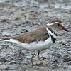 Three-banded Plover �~�X�W�`�h��
