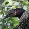 Trumpeter Hornbill �i�L�T�C�`���E
