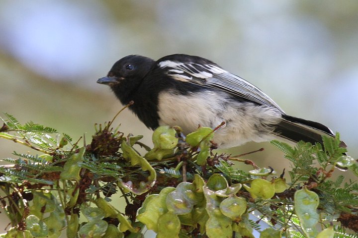 White-bellied Tit