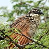 White-browed Coucal �}�~�W���o���P��