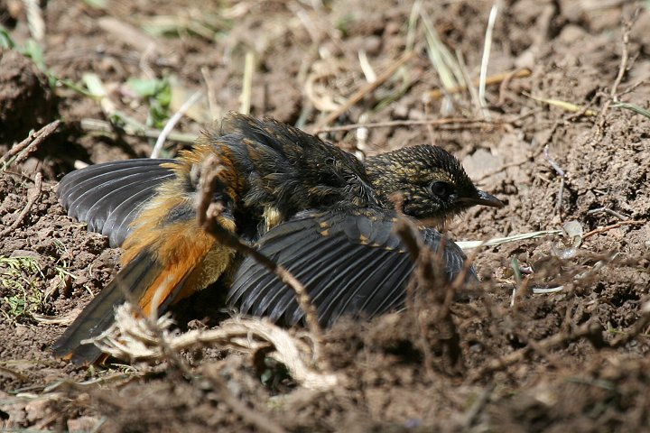 White-browed Robin-chat