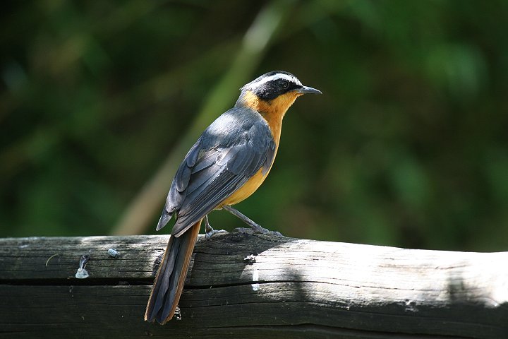 White-browed Robin-chat