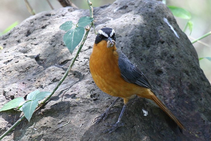 White-browed Robin-chat