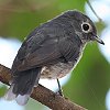 White-eyed Slaty-Flycatcher �X���[�g�q�^�L�̂Ȃ���