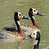 White-faced Whistling Duck�@�V���K�������E�L���E�K��
