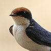 Wire-tailed Swallow �n���I�c�o��