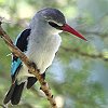 Woodland Kingfisher �Z�l�K���V���E�r��