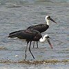 Wolly-necked Stork �G���r�R�E