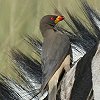 Yellow-billed Oxpecker �L�o�V�E�V�c�c�L