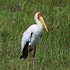 Yellow-billed Stork�@�A�t���J�g�L�R�E