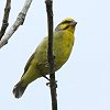 Yellow-fronted Canary �L�}���J�i���A