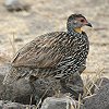 Yellow-necked Spurfowl �n�Q�m�h�V���R