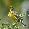 Yellow-throated Longclaw �L���l�c���i�K�^�q�o��