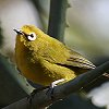 Yellow White-eye �L�C�����W��