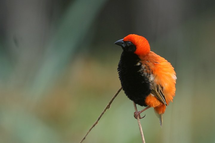 Zanzibar Red Bishop