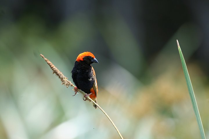 Zanzibar Red Bishop