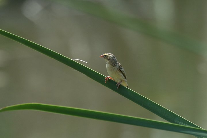 Zanzibar Red Bishop