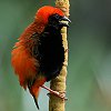 Zanzibar Red Bishop ���i�O���L�������`���E