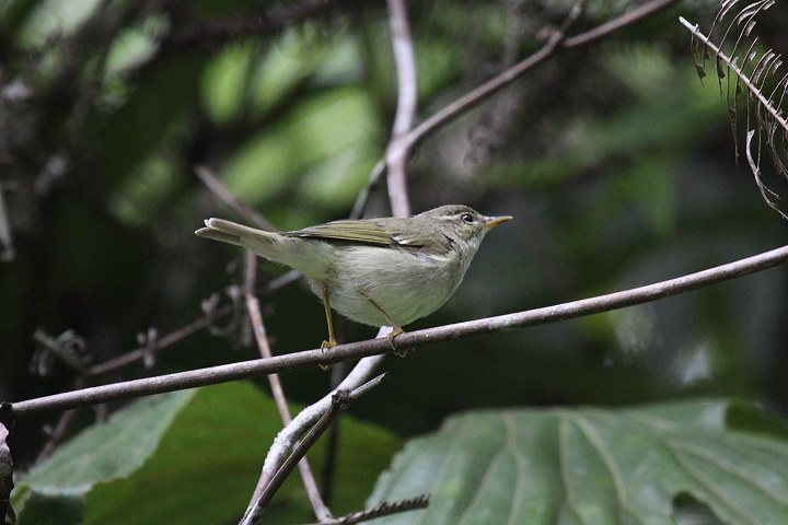 ���{�\���V�N�C