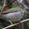 Arctic Warbler ���{�\���V�N�C