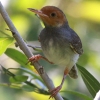 Ashy Tailorbird �A�J�K�I�T�C�z�E�`���E