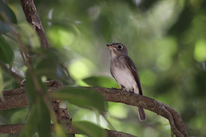 �R�T���r�^�L