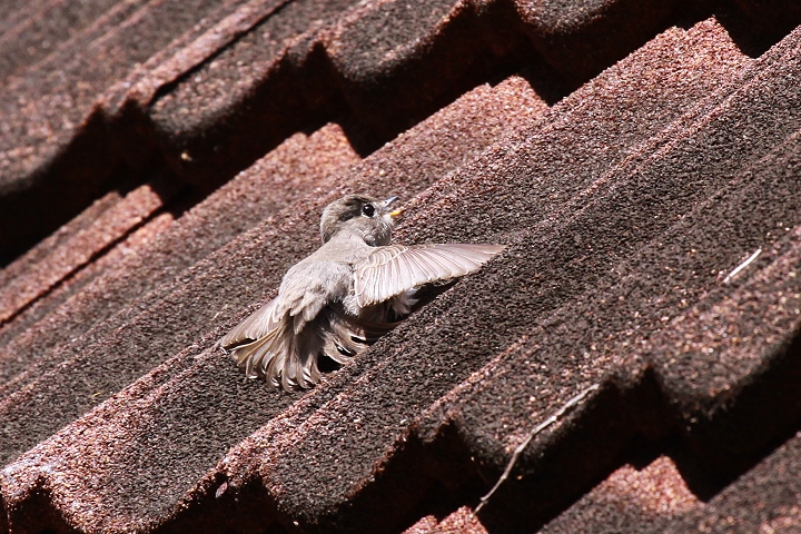 �R�T���r�^�L