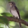 Asian Brown Flycatcher �R�T���r�^�L