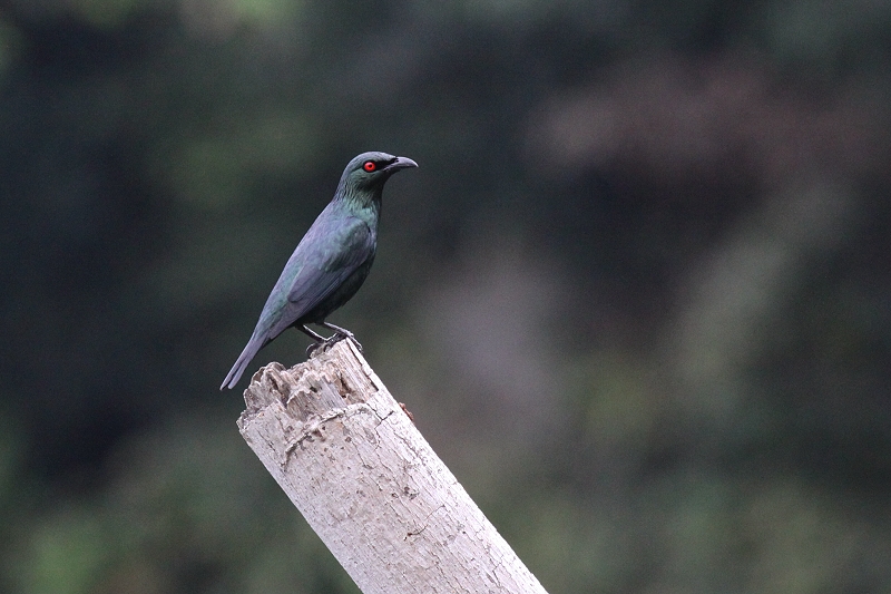 �~�h���J���X���h�L